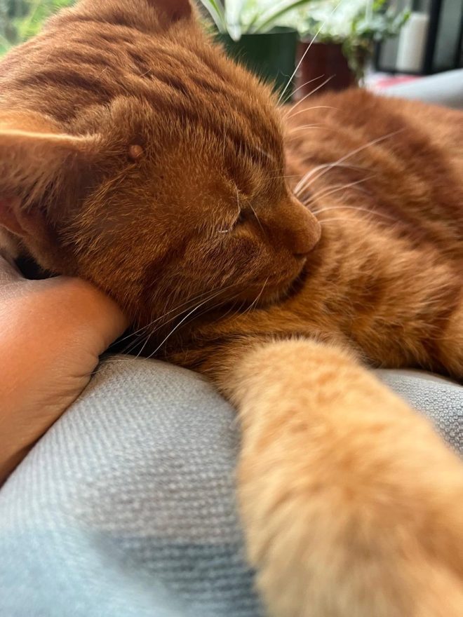 Heartbreaking News: Death of Our Beloved Cat Pippin