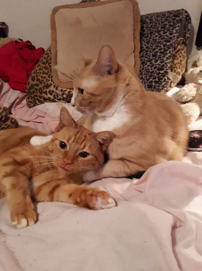 Heartfelt News: Texas Mourns the Death of Beloved Klumpen
