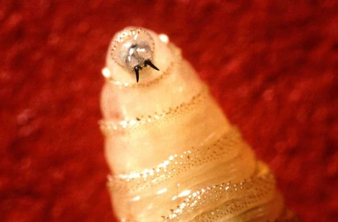 Maggots in Flesh: Mexico's First Screwworm Infestation Shocks!