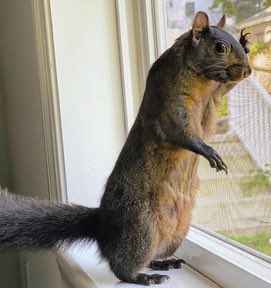 New York's 'Peanut's Law': Animals to Get 'Due Process' Rights!