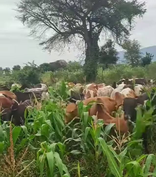 SAD NEWS: Death of 22 Fulani Cattles After Farm Grazing Incident  
Farmers urged to fumigate; herders advised to respect boundaries.