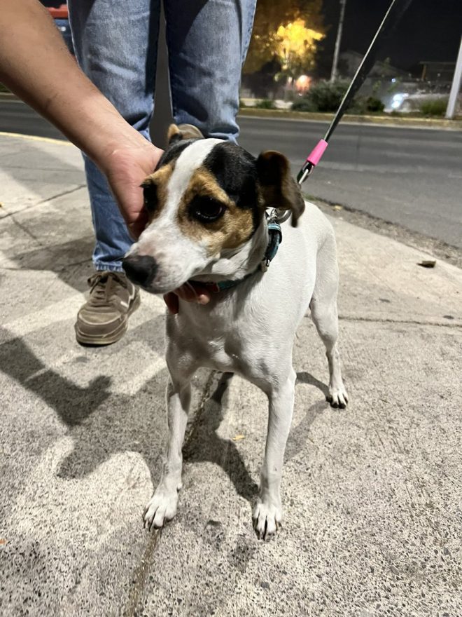 ¡Impactante! Perra fox terrier encontrada en La Florida, ¿quién la dejó?