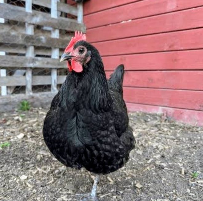 BREAKING SAD NEWS: Death of Alien Skin's Favorite Hen
Passed Away Yesterday - Omugenzi Talese Bana 😭😭😭😭