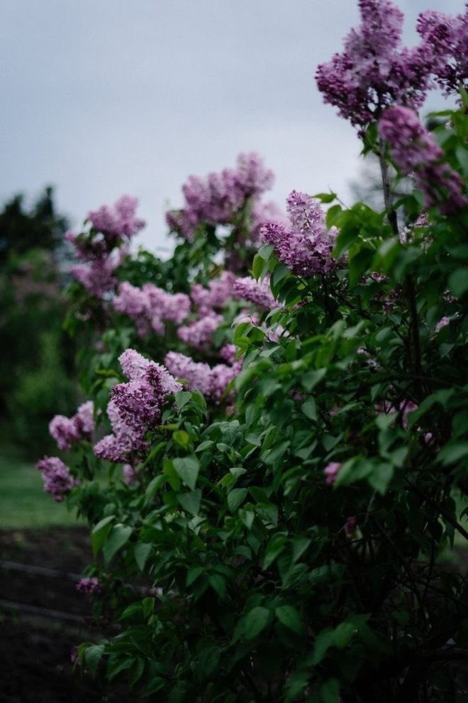 Death Marks Mother's 98th Birthday: Remembering with Lilacs