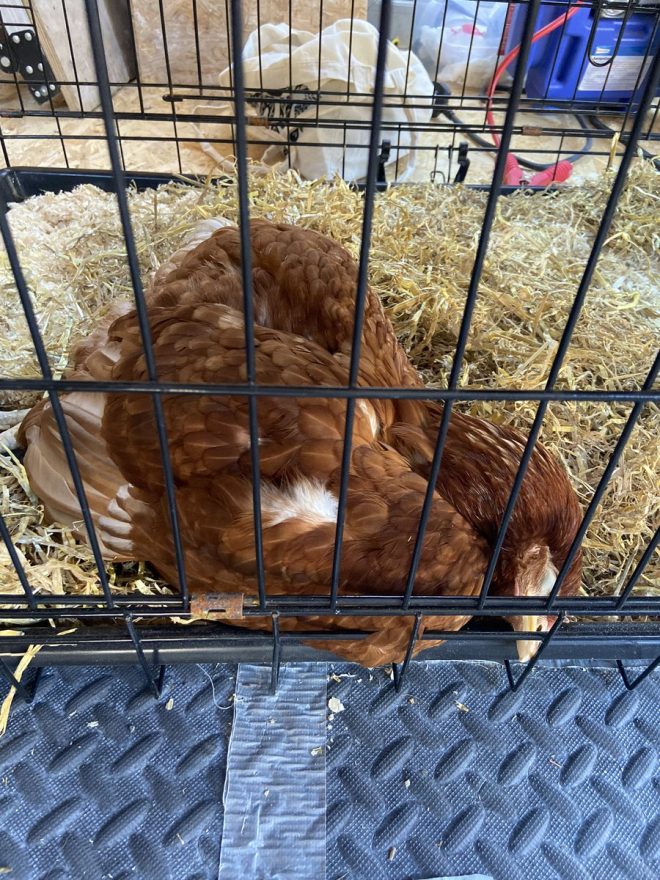 Death of Beloved Chicken: A Sad Farewell to Our Feathered Friend