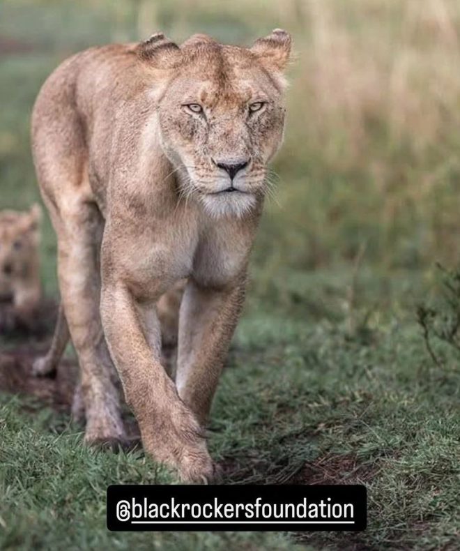 Death of Beloved Dada Marsh Lioness: A Heartbreaking Loss 💔