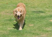 Death of Beloved Honey: A Beautiful Girl's Final Freedom