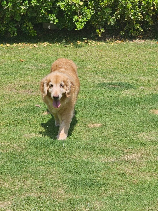 Death of Beloved Honey: A Beautiful Girl's Final Freedom