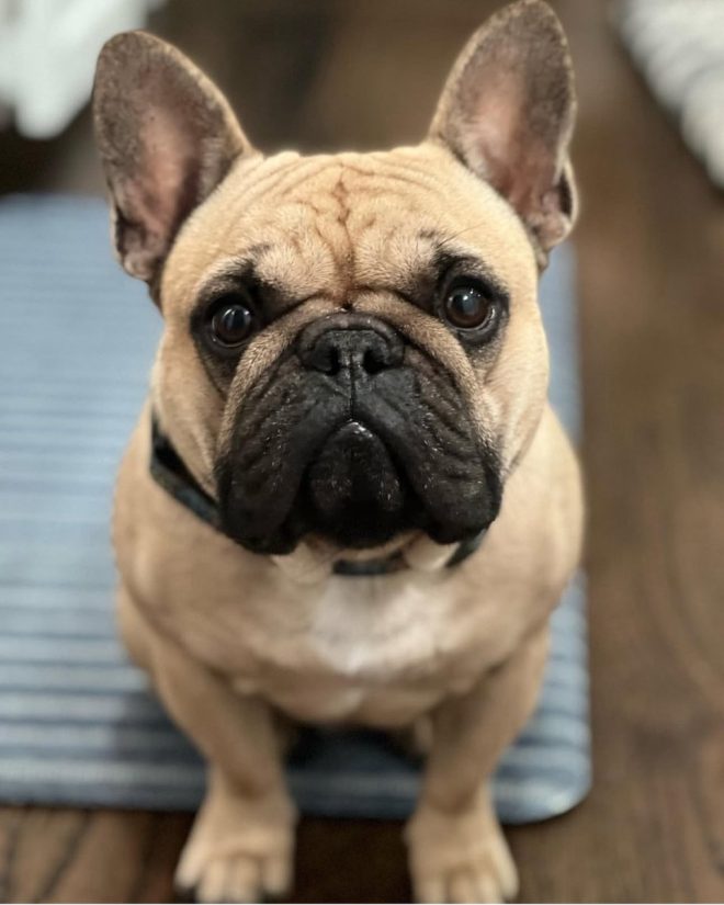 Death of Beloved Payton: A Heartfelt Goodbye đź’”