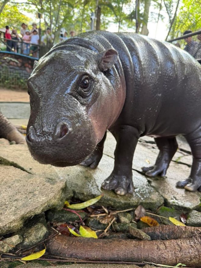 Death of Beloved Pygmy Hippo Moo Deng Shocks Global Community