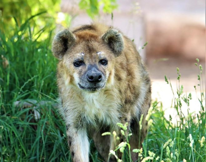 Death of Beloved Spotted Hyena Ngozi at Age 26