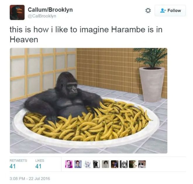 Death of Harambe: He Died for Our Sins, Never Forget 🙏 💔