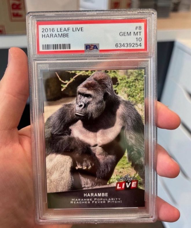 Death of Harambe: Remembering a Gorilla's Legacy