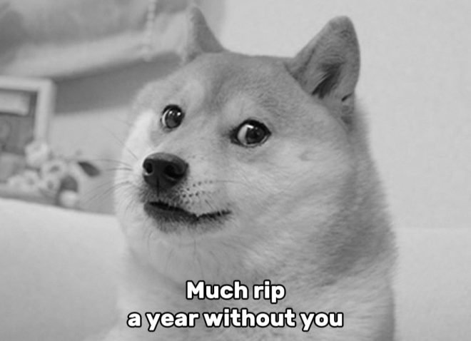 Death of Kabosu: Remembering the Shiba Inu that Inspired Doge