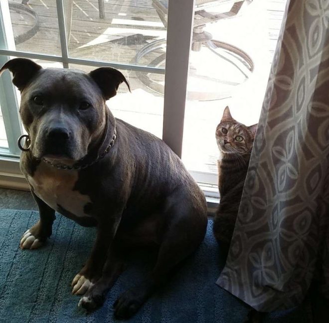 Death of Lil Stu: Heartbroken Kids Lose Both Pets in a Month