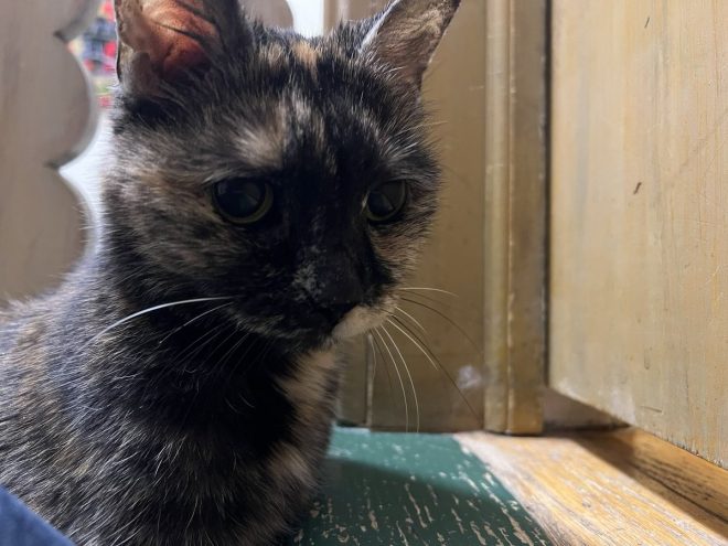 Death of My Beloved Cat Paisley: A Heartfelt Goodbye