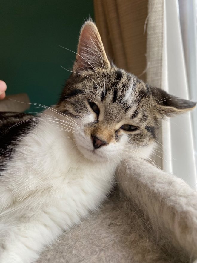 Death of Oreo: Our Goofy, Dirt-Loving Feline Friend