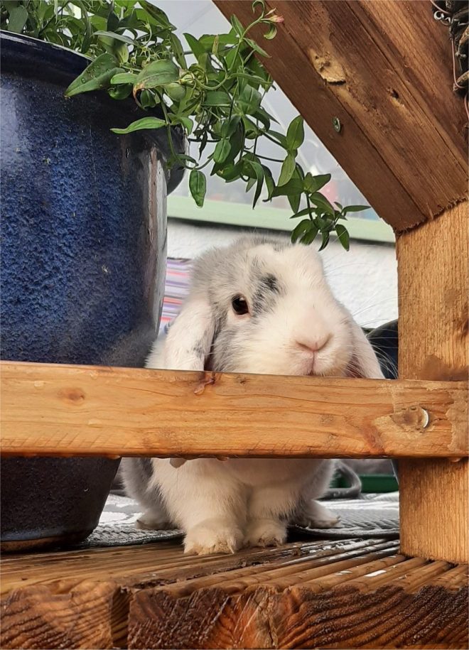 Death of Our Beloved Mabel: Adorable Rabbit's Final Goodbye