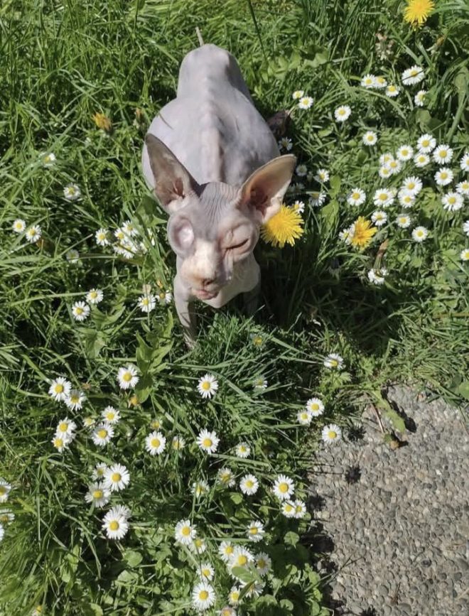 Death of Poopoo: Remembering Our Beloved Cat 🕊️
Welcoming Mandy and Kiwi to Our Family ❤️