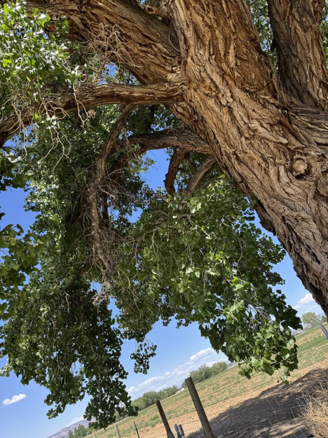 Death of a Father: Finding Solace in Nature's Embrace