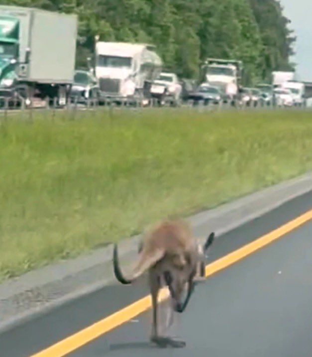 Escaped Kangaroo Causes Chaos: Alabama Highway Shut Down!