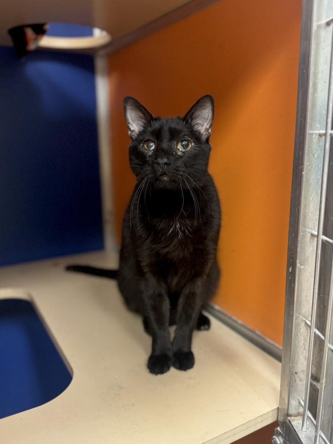 Heartbreak at the Shelter: Asher's Love Ignored by All!