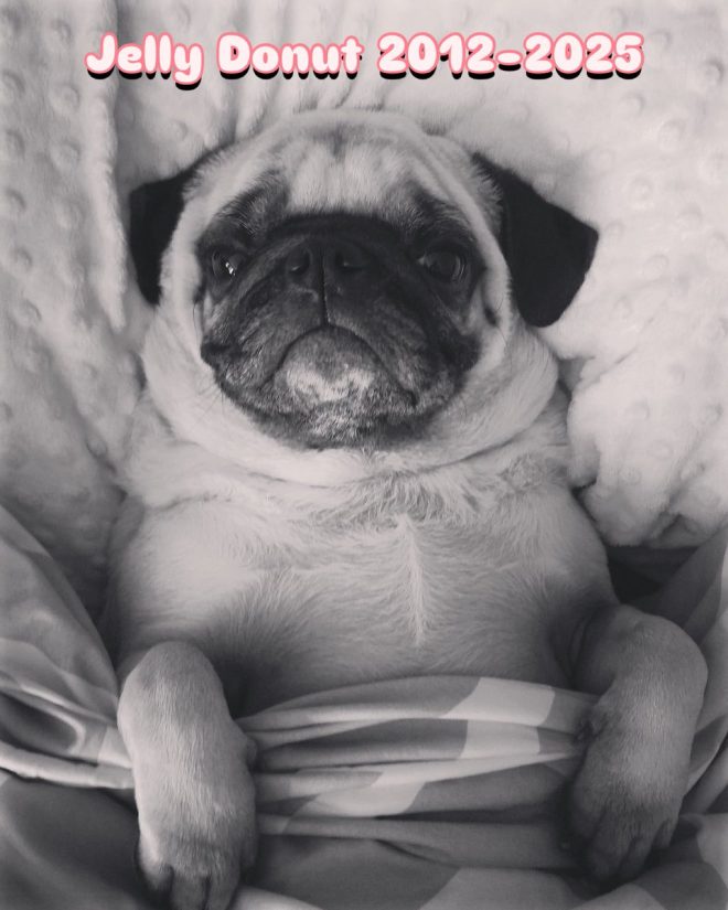 Heartbreaking Death: My Beloved Pug Jelly Donut Has Passed Away