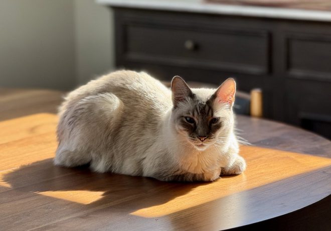 Heartbreaking Death of Enzo: A Life Full of Love Remembered