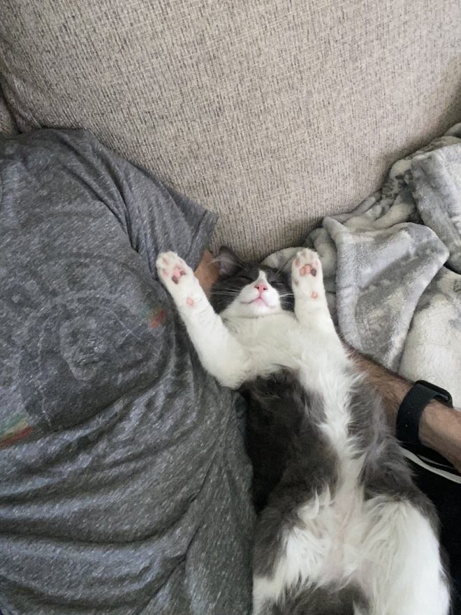Heartbreaking Death of Our Beloved Cat at Just One Year Old