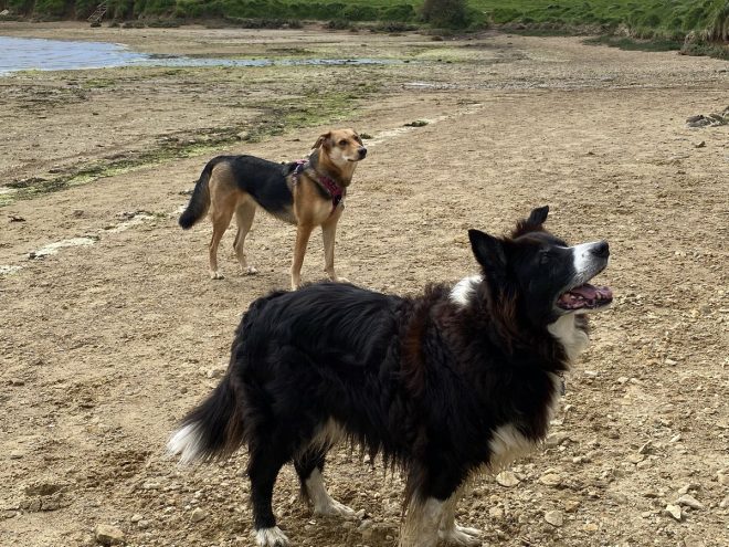 Heartbreaking Death of Ruby's Beloved Dog Alfie at 13