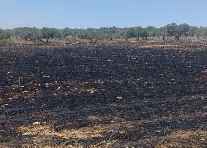Israeli Settlers Ignite Wheat Fields: A Controversial Act Sparks Outrage — Israeli Settlement Violence, West Bank Agricultural Destruction, Shavei Shomron Conflict