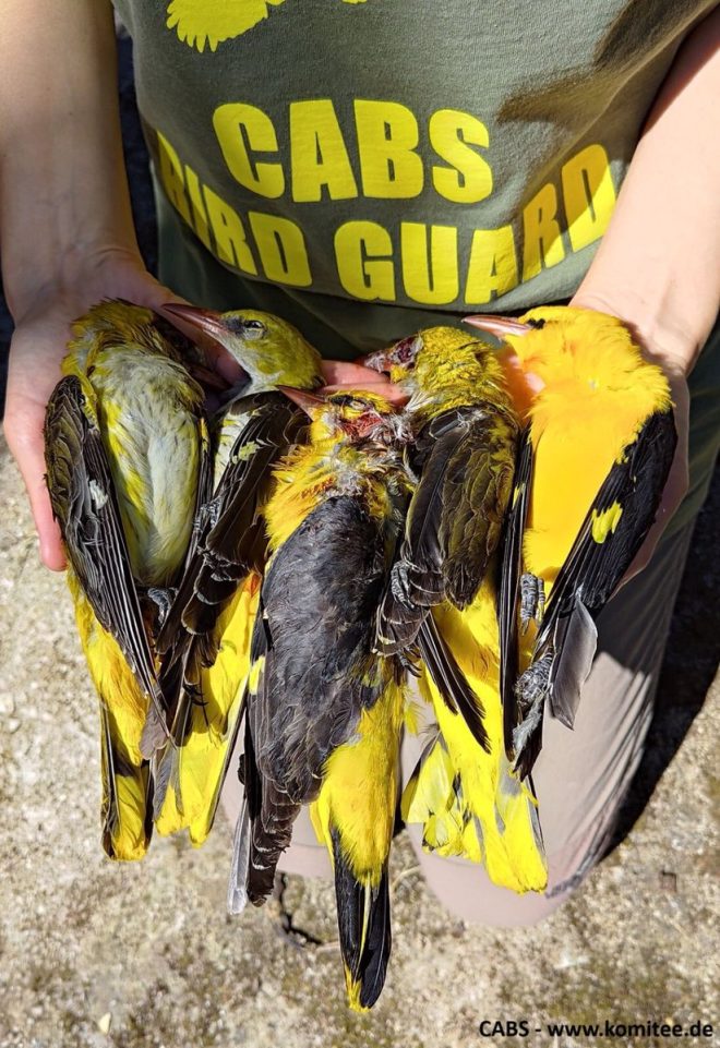 ⚠️ Oriole Shooter Caught in Zakynthos: Migratory Birds Targeted!