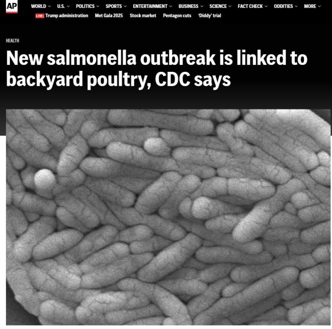 Salmonella Outbreak: Backyard Chickens Blamed for Illness!