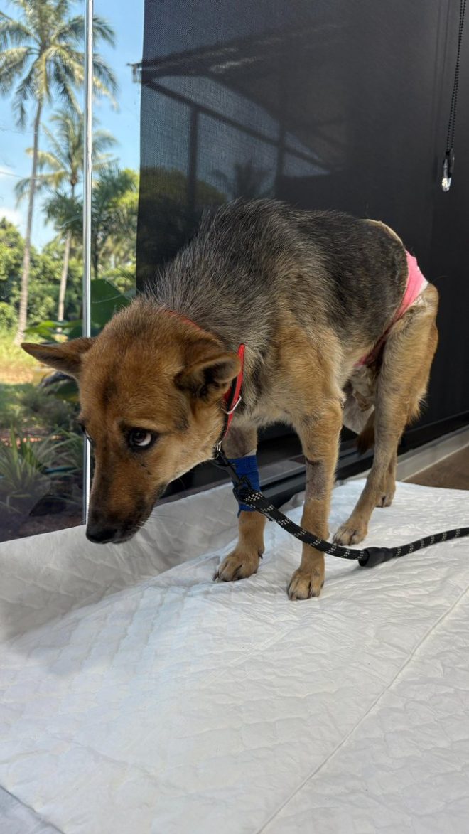 Shocking Rescue: Chance Stabbed, Now Facing Unexpected Twist!
