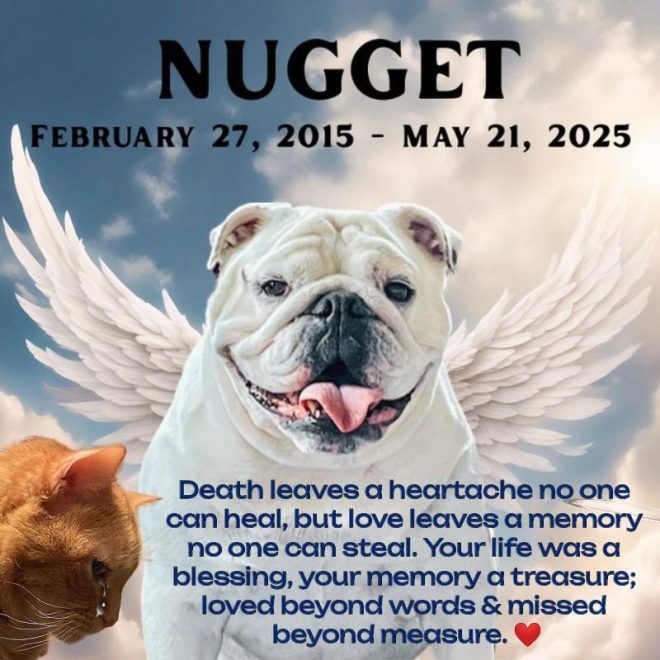 Tragic Death of Beloved Friend Nuggy, A Great Loss