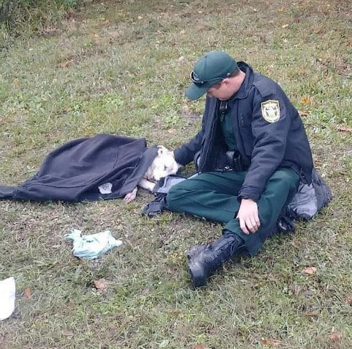 Tragic Death of Injured Dog Found on Kissimmee Roadside