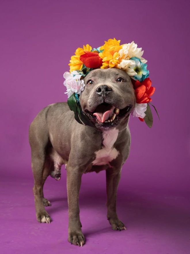 Urgent: 49 Dogs Need Homes Today—Will You Step Up? — dog adoption event, urgent pet rescue, adopt a dog today
