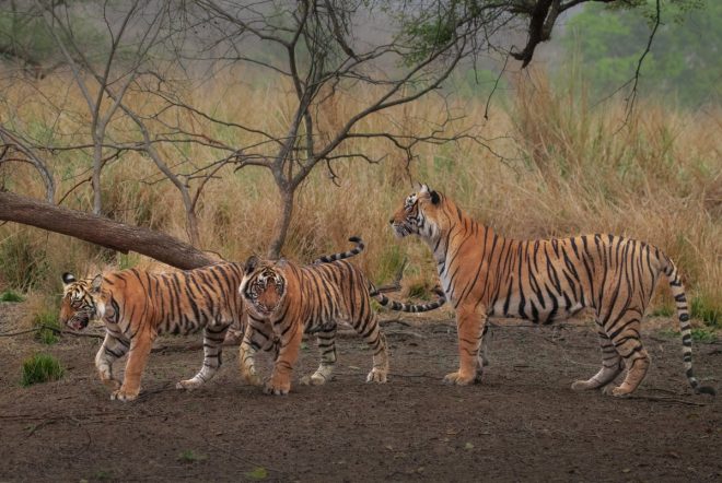 Death of Arrowhead: Remembering Ranthambore's Beloved Tigress