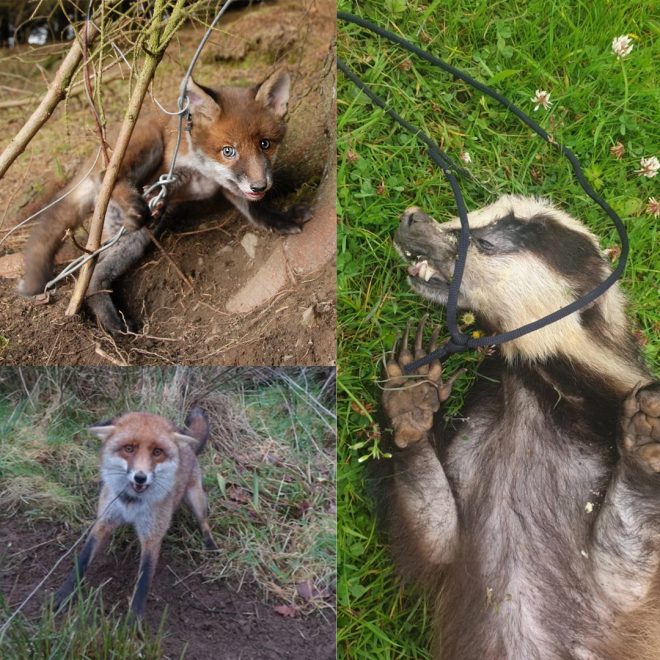 Barbaric Snares: Outdated Pain in Modern England! —  Snares and animal welfare, Stop using snares in the UK, Ban cruel traps in England