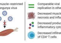 Chikungunya: Virus Targets Muscles, Not Just Joints! —  Joint pain from viral infections, Muscle inflammation and viral replication, Chikungunya pain management strategies