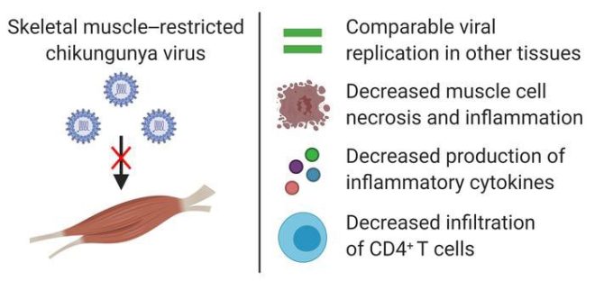 Chikungunya: Virus Targets Muscles, Not Just Joints! — Joint pain from viral infections, Muscle inflammation and viral replication, Chikungunya pain management strategies