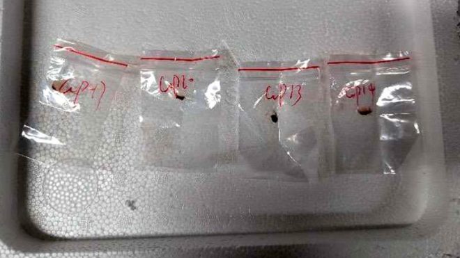 Chinese Couple Charged with Smuggling Deadly Fungus! — federal charges biological smuggling, U.S. Attorney's Office Michigan, dangerous pathogens importation