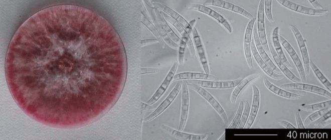 Chinese Couple's Shocking Plot: Fungus Smuggling Exposed! — crop disease smuggling, agricultural biosecurity threats, Michigan lab incident 2025