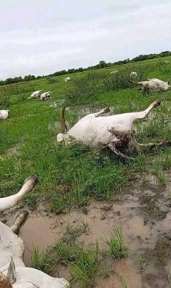 Death Toll: Hundreds of Fulani Cattle Die After Fumigated Farm