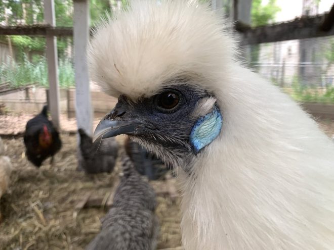 Death of Ambergrrr: A Unique Bird in Working Class Haute Couture
