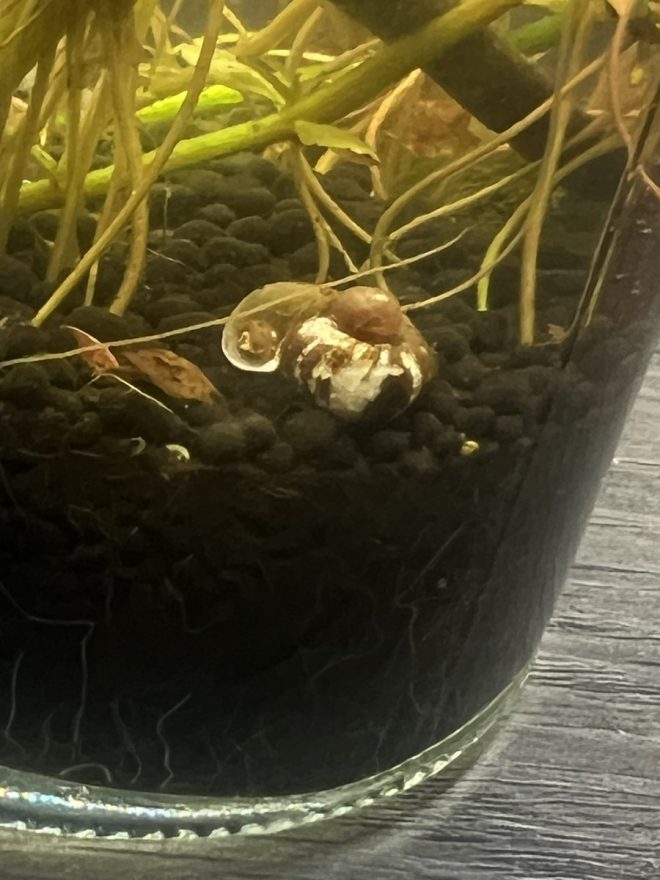 Death of Big George: A Great Loss to the Ecosystem
Survived by George, George, George, George, Melina, and Georgina