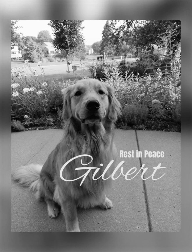 Death of Gentle Gilbert: A Loyal Service Dog's Legacy