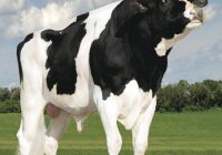 Death of King DOC (EX-90) at 9: Legacy Lives On