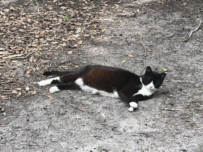 Death of Little-Socks: A Furry Tribute to 18 Loving Years