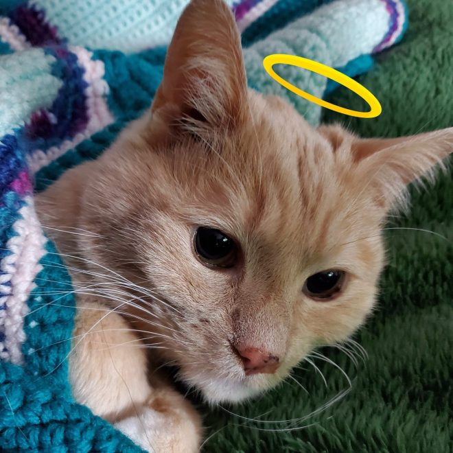 Death of My Angel Beegee, Over the Rainbow Bridge at 20
Heartbroken, Love Harmony